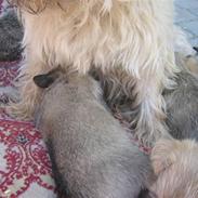 Cairn terrier molly