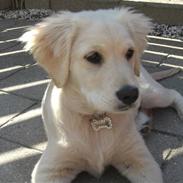 Golden retriever Trine