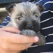 Cairn terrier molly