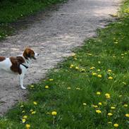 Kooikerhondje Ida