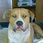 Amerikansk staffordshire terrier KAYO  ( R.I.P. )