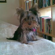 Yorkshire terrier My