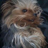 Yorkshire terrier My
