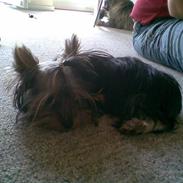Yorkshire terrier My