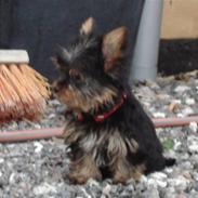 Yorkshire terrier My