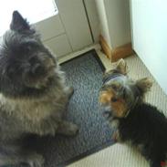 Yorkshire terrier My