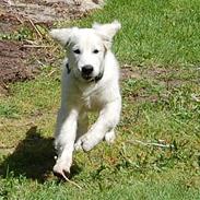 Golden retriever Charlie (Golden Music...)