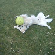 Golden retriever Charlie