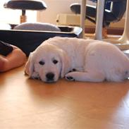 Golden retriever Charlie (Golden Music...)
