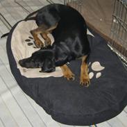Blanding af racer Tarzan *R.I.P* :'( !