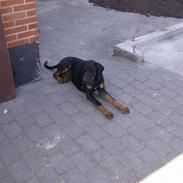 Blanding af racer Tarzan *R.I.P* :'( !