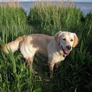 Golden retriever Alisya
