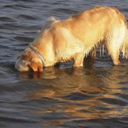 Golden retriever Alisya