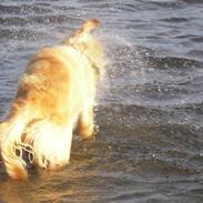 Golden retriever Alisya