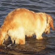 Golden retriever Alisya
