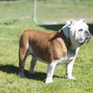 Engelsk bulldog Oscar