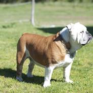 Engelsk bulldog Oscar