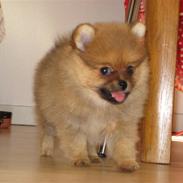 Pomeranian Gaffa
