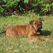 Olde english bulldogge Zoya