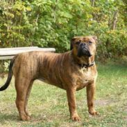 Olde english bulldogge Zoya