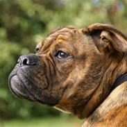 Olde english bulldogge Zoya