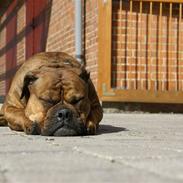 Olde english bulldogge Zoya