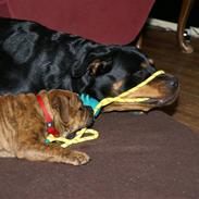 Olde english bulldogge Zoya