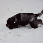 Cocker spaniel Rubin Of Colombo (Ozzy)