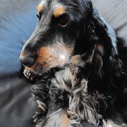 Cocker spaniel Rubin Of Colombo (Ozzy)