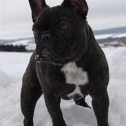 Fransk bulldog Countes Dracula