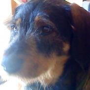 Blanding af racer Anton