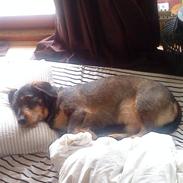 Blanding af racer Anton