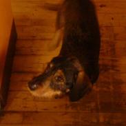 Blanding af racer Anton