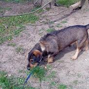 Blanding af racer Anton