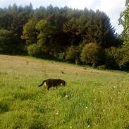 Blanding af racer Anton