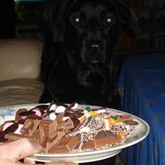 Blanding af racer bjørn