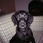 Blanding af racer bjørn