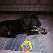 Blanding af racer bjørn