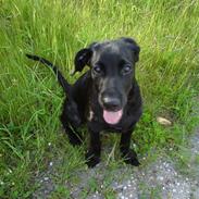 Blanding af racer bjørn