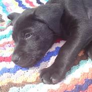 Labrador retriever Tino