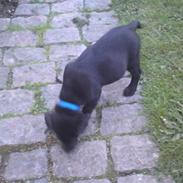 Labrador retriever Tino