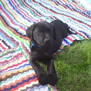 Labrador retriever Tino