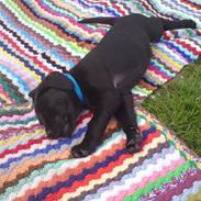 Labrador retriever Tino