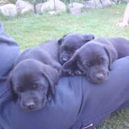 Labrador retriever Tino