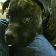 Blanding af racer Harley