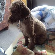 Dværgpuddel Futte R.I.P