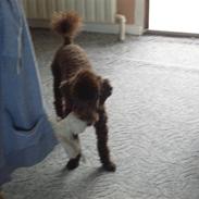 Dværgpuddel Futte R.I.P