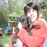 Blanding af racer bjørn