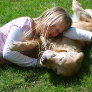 Golden retriever Daisy