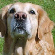 Golden retriever Daisy